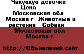 Чихуахуа девочка › Цена ­ 15 000 - Московская обл., Москва г. Животные и растения » Собаки   . Московская обл.,Москва г.